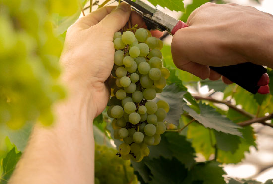 Seguros de Viticultura